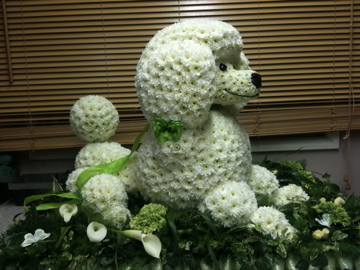 Poodle Dog In Flowers