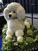 Poodle Dog In Flowers